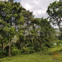 380 perches bare land for sale in Malwana for Rs. 90 million (Per Perch)